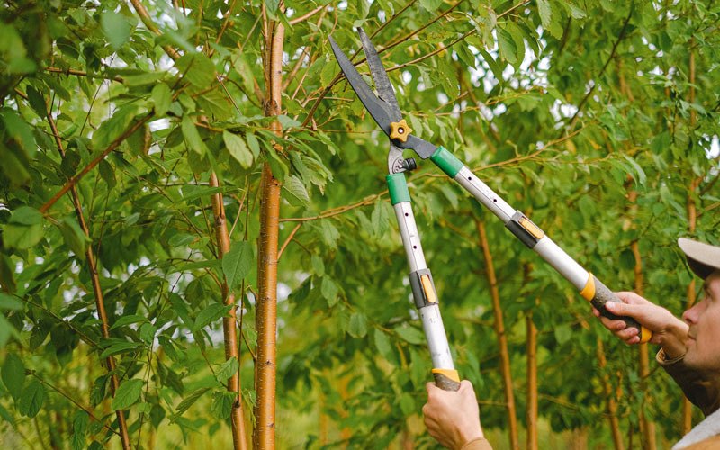 Tree trimming in Glandorf, OH